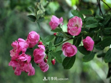 蔷薇花和月季花的区别？月季花期有多长？