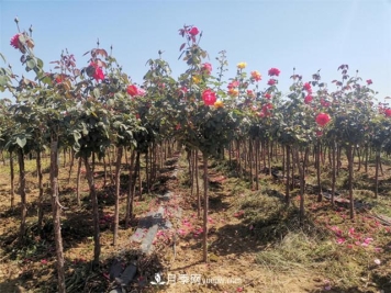 月季树的嫁接方法及后期管理养护，月季树的特点