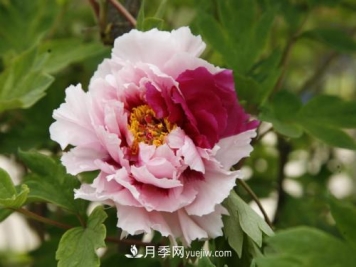 芍药、牡丹、月季的区别？科学修剪办法