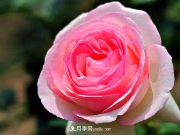 大花月季品种介绍？大花月季品种推荐