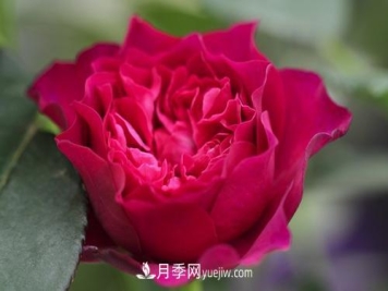 最香的月季品种是什么？盘点4种浓香月季