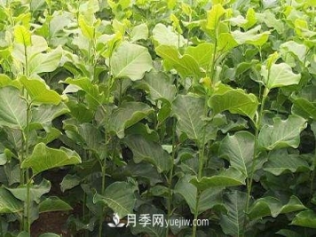 南阳玉兰栽培方法