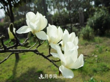 南阳白玉兰苗木的价格是多少