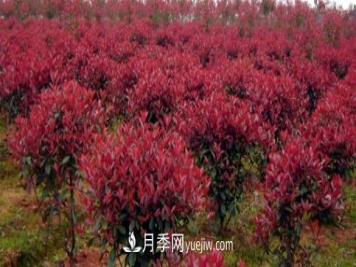 红叶石楠冬季防护有哪些重要措施？