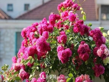 爆香紫月季怎么养才能芳香四溢