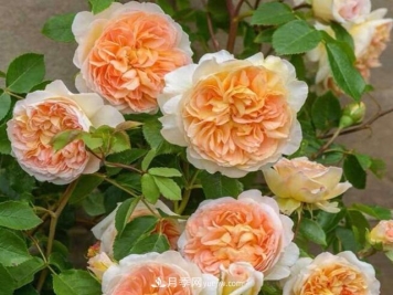 夏季养花，月季不可少！看看令人惊艳的9大月季品种