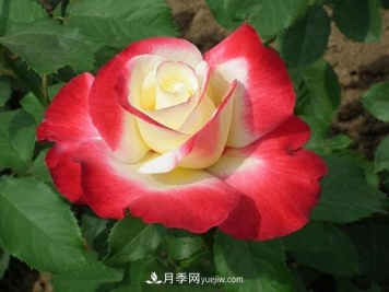 藤本月季在园林和庭院的创意运用