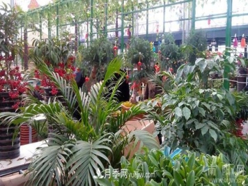 南阳花卉批发市场在哪里？