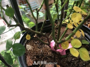 月季为什么掉叶子发黄，施加生肥遭受病虫害