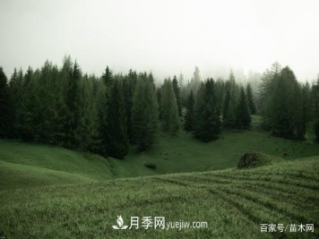 苗木要想反季节栽植，最重要的是这几步