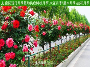 月季树，欣赏作用好，美化用处广