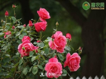 一年四季盛开的花是什么花？盘点十种四季都开花的花