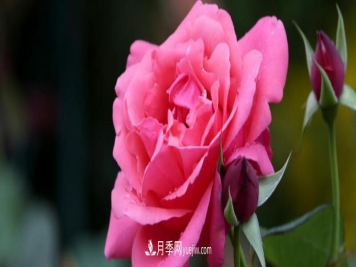 月季的花瓣有什么作用？月季花瓣的4大作用