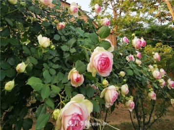 月季玫瑰香味大汇总，混合味、茶香味、果香味，总有一款是你的