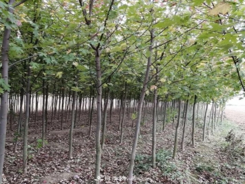 南阳苗木基地，红枫和鸡爪槭好区别吗？