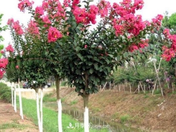 南阳苗木基地，紫薇绿化苗怎么修剪？