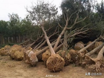 苗木被退回了，该怎么处理？