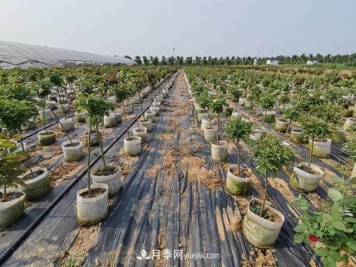 南阳苗木人，如何让你的苗圃成为客户眼中的“香饽饽”？