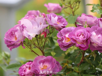 这款蓝色系月季，花量超多，四季都开花，你想不到