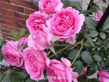 最值得栽的10种藤本月季，每一种都很优秀