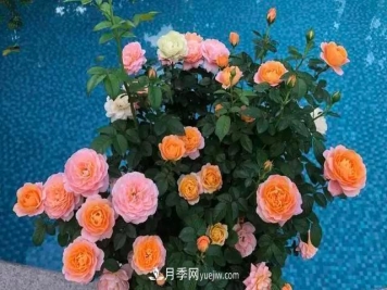 让月季“秋花”多？学会正确“追肥”的方法，事半功倍