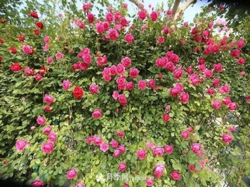 藤本月季冬剪的时间及具体的方法