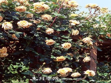 攀缘玫瑰和蔓延玫瑰之差异