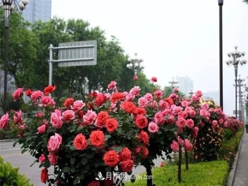 树状月季慢慢枯死的原因