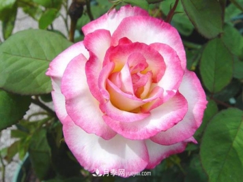 月季浇水，浇根还是浇叶？