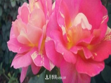 花径超过15厘米的月季花品种有哪些？