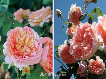 喜欢玫瑰，不如养“优良月季”戴尔巴德，古典花型，美丽怡人！