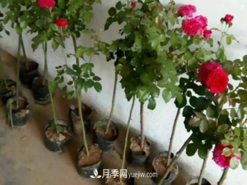 藤本月季怎么过冬