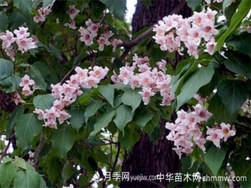 楸树的价值有哪些，可美化环境还有药用价值