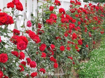 藤本月季的养殖方法与注意事项：适当修剪花更繁