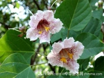 楸树的养殖方法和注意事项