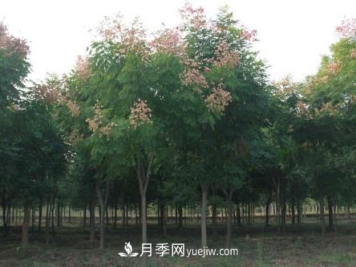 南阳栾树苗木主要病虫害防治