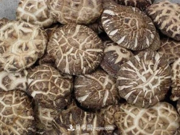 南阳西峡花菇种植技术