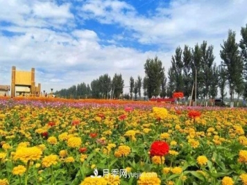 南阳很适合发展月季花木生态农业