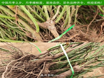 2025年南阳月季裸根苗价格