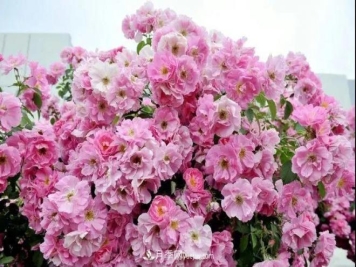 新疆奎屯市抗寒月季助力村民增收