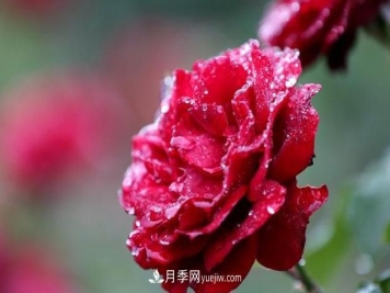 怎样管理才能够使月季花四季花香艳呢？