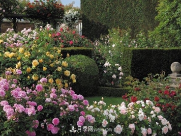 在农村种植绿化苗木有发展前途吗？种什么苗木有市场？