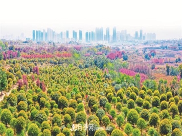 安徽肥西打造苗木花卉产业“强引擎”