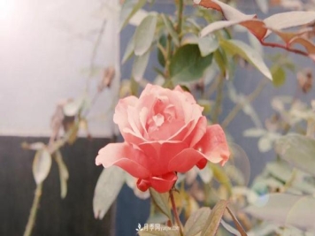 牵手农科院！兰州新区将建西北最大月季种质资源圃