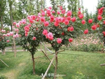 月季人看过来！树状月季生产操作规范