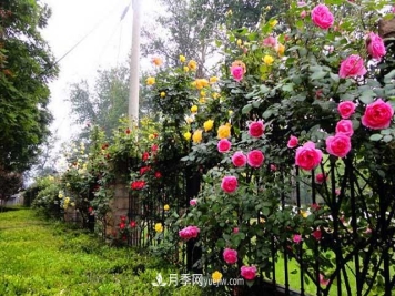 藤本月季如何养护？