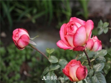 月季花的特点是什么？怎么养月季花？