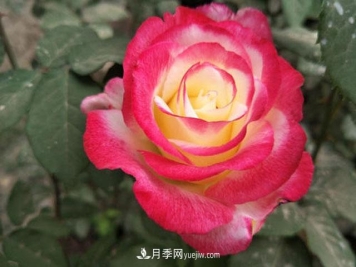 十大最美月季品种，美的没理由