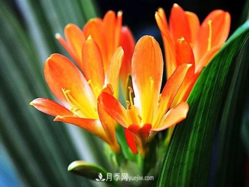 11种友谊之花，最能代表友情的花卉