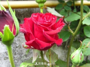 为什么没人喜欢养卡罗拉月季？